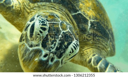 Underwater photography. Sea turtle. Hikkaduwa, Sri Lanka.