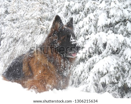 dog, German shepherd fun in the winter snowy forest