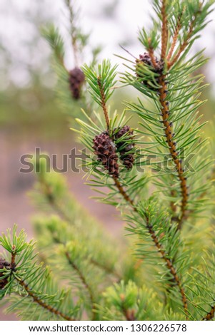 Pine cone on a branch.