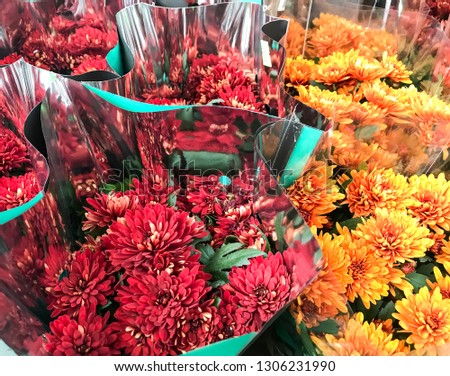 Bouquets of chrysanthemum flowers for holidays, gift. Studio Photo