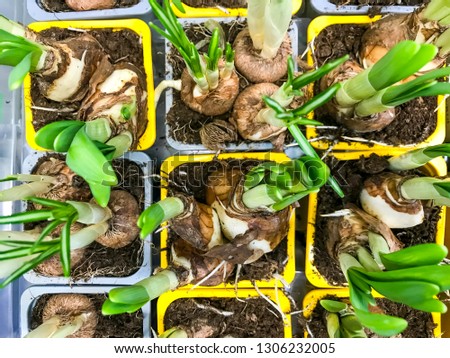 Bulb plants for sale in containers. Studio Photo