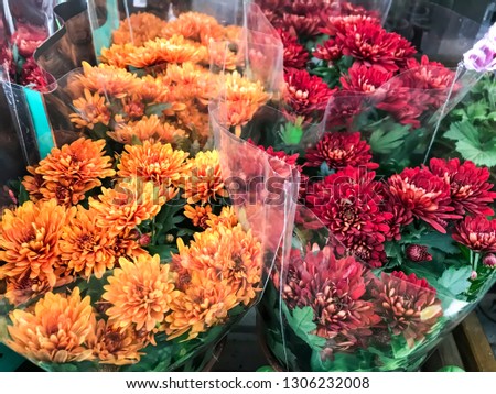 Bouquets of chrysanthemum flowers for holidays, gift. Studio Photo