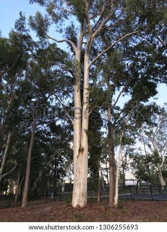 Large ghost gum tree in forest in Queensland, Australia
