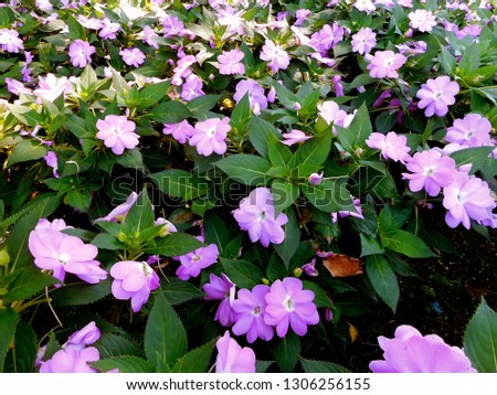 A Field Of Beautiful New Guinea Impatiens: A drought-resistant garden hybrid