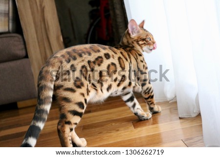 Bengal cat with beautiful markings and green eyes. Outdoor and indoor photos of him.