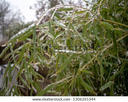 bamboo branches coated with freezing rain in winter