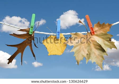 Autumn leaves on a rope. Blue cloudy sky background