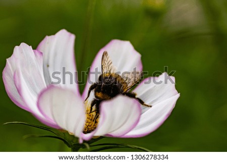 Macro bee. Flower. Bee. Close up. Bright summer shot.