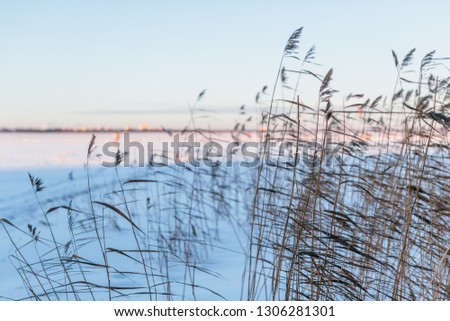 Close up picture of cane on a snowbound lake, frosty winter day, the sun is shining, cold snap/ selective focus on reed/ frozen lake, the day is nearing sunset, marsh landscape/ winter season concept.