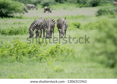 Portrait family Zebras in Tanzania