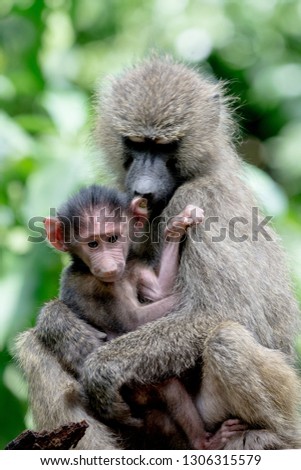 Portrait monkey in Manyara national park
