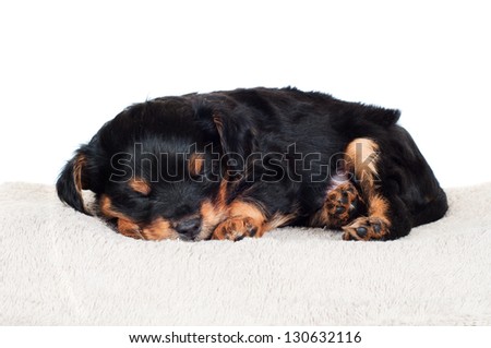 adorable black little puppy sleeping