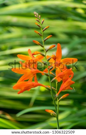 single branch of orange Crocosmia flower with blurry long green grasses background Royalty-Free Stock Photo #1306322509