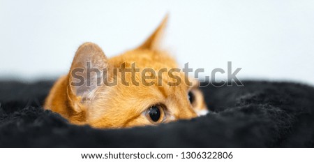 Close-up of cute red cat who looking up from inside of his black box house.