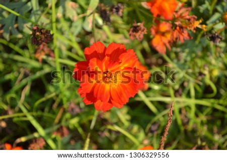 Orange flowers under the sunshine, vivid and colorful tone of Cosmos "sunset orange" enhancing lively and lovely atmopshere into the garden