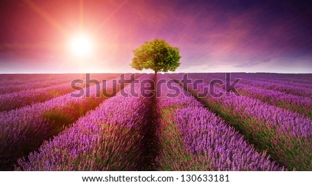 Beautiful image of lavender field Summer sunset landscape with single tree on horizon with sunburst Royalty-Free Stock Photo #130633181