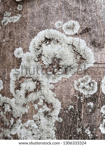 Fungus on the bark.