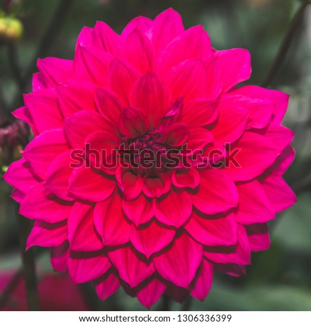 Red dahlia pinnata single flower petal in isolated close up details in muted elegant filter