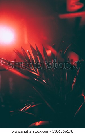 palm leaves in red light color at night time indoor club 