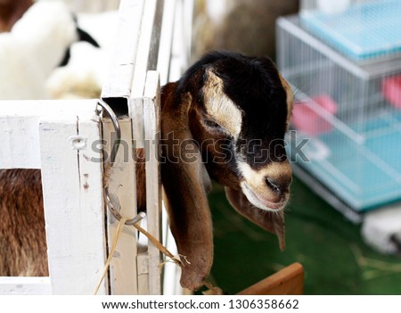 The baby goat appeared in front of the wooden stall.