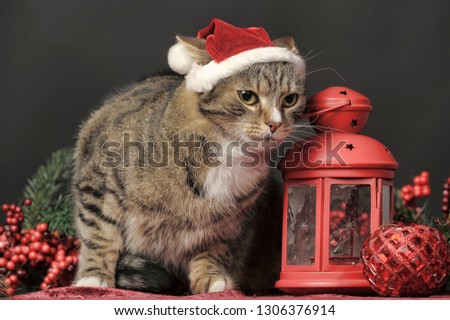 Cat in a Christmas santa hat and a flashlight, candle holder