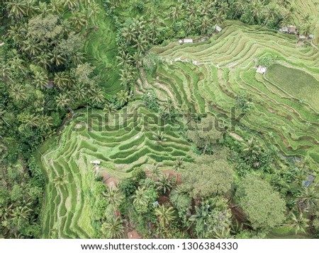 Top down drone picture of Tegallalang rice terraces in Ubud, Bali, Indonesia
