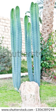 the cactus has one tall arm two short arms and one medium arm