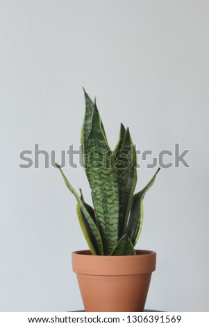 Sansevieria trifasciata is a species of flowering plant in the family Asparagaceae, native to tropical West Africa from Nigeria east to the Congo. It is most commonly known as the snake plant.
