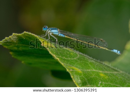 Full body shot Blue damselfly with a yellow tail is sitting on a green leaf with shiny eyes and it's head tilted to the camera. Far away shot to cover whole body of damself fly Royalty-Free Stock Photo #1306395391