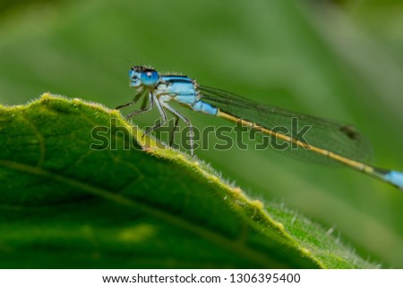 Full body shot Blue damselfly with a yellow tail is sitting on a green leaf with shiny eyes and it's head tilted to the camera Royalty-Free Stock Photo #1306395400