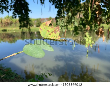 two leaves, one leaf broken and one young leaf close up with lake blurred background