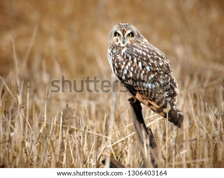 Short Eared Owl sitting on the wooden log