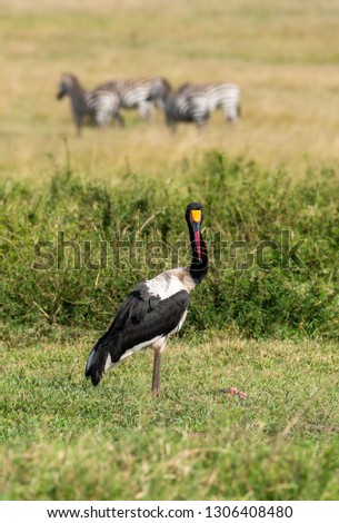 A saddle bill stork relaxing in the plains of Masai Mara National Reserve during a wildlife safari