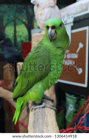 Green Parrot bird