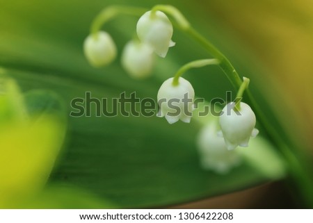 Lily of the valley flower on blurred green background. Soft focus. Floral natural  background.	Spring season