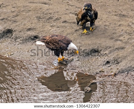 bald eagle at waters edge has landed on remains of a salmon and has its beak open calling out. up just slightly on the sand an immature eagle stood watching.In  its water reflection is a fish skeleton