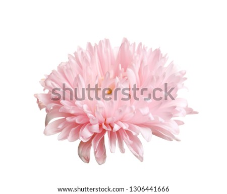 Beautiful pink aster flower on white background