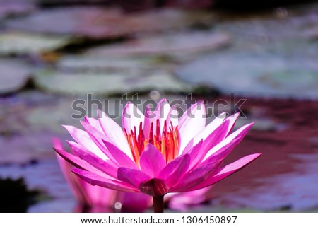 beautiful lotus bloom
