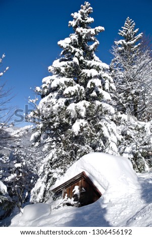 A tree and a small hut covered with snow on a sunny day
