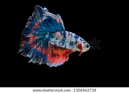 Siamese fighting fish,Betta splendens,blue fish, black background, Halfmoon Betta.