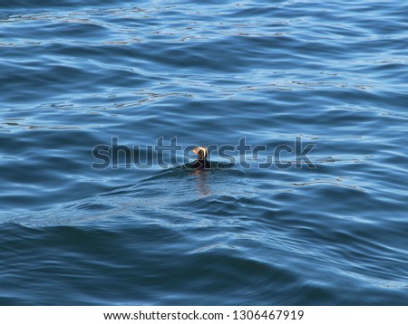 tufted puffin (Fratercula cirrhata), also known as crested puffin, swims on water
