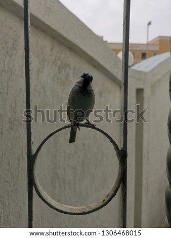 A curious bird sitting in window. Picture taken in Dubai. 
