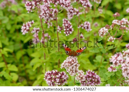 butterfly sits on a flower of oregano on a background of green glade