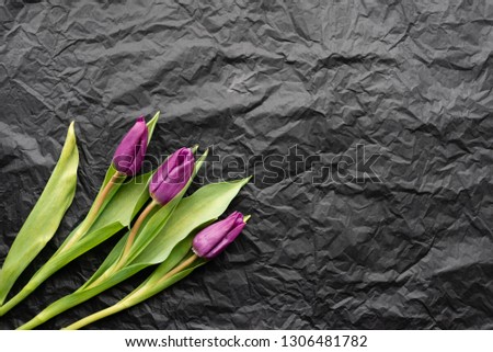 Three purple tulips on a black background in the frame. Picture of flowers.