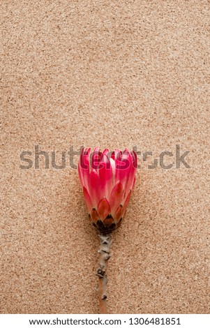 Pink flower bud on pink paper. Beautiful layout of flowers.