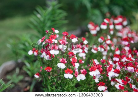 Nemesia flower blooms. White-red carpet of Nemesia strumosa flowers. Bright summer background for any natural idea