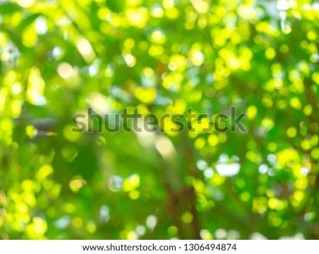 Blurred green background from leaves. Abstract green bokeh background.