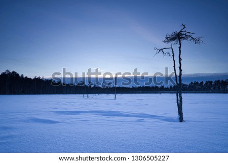 Twin dried pine in harsh winter landscape in Torsmyran outside Nordmaling in northern Sweden during evening twilight. 