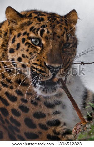 Muzzle of Amur leopard close-up with branches on a white snowy background., Brutal muzzle of a big cat.