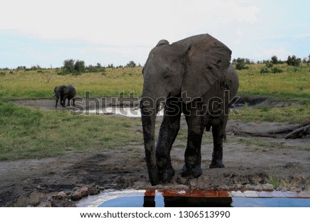 Elephant drinking water at Somalisa Camp Hwange National Park